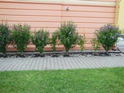 Oprava fasády a odvlhčení mokrého zdiva 2017